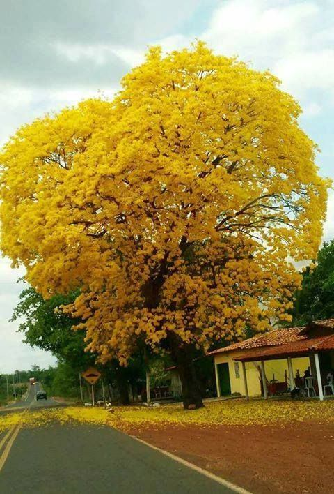 parragagraciela's tweet image. Todas las plantas tanto de interior como las de exterior son absorbentes acústicos, amortiguan el ruido, especialmente los árboles.