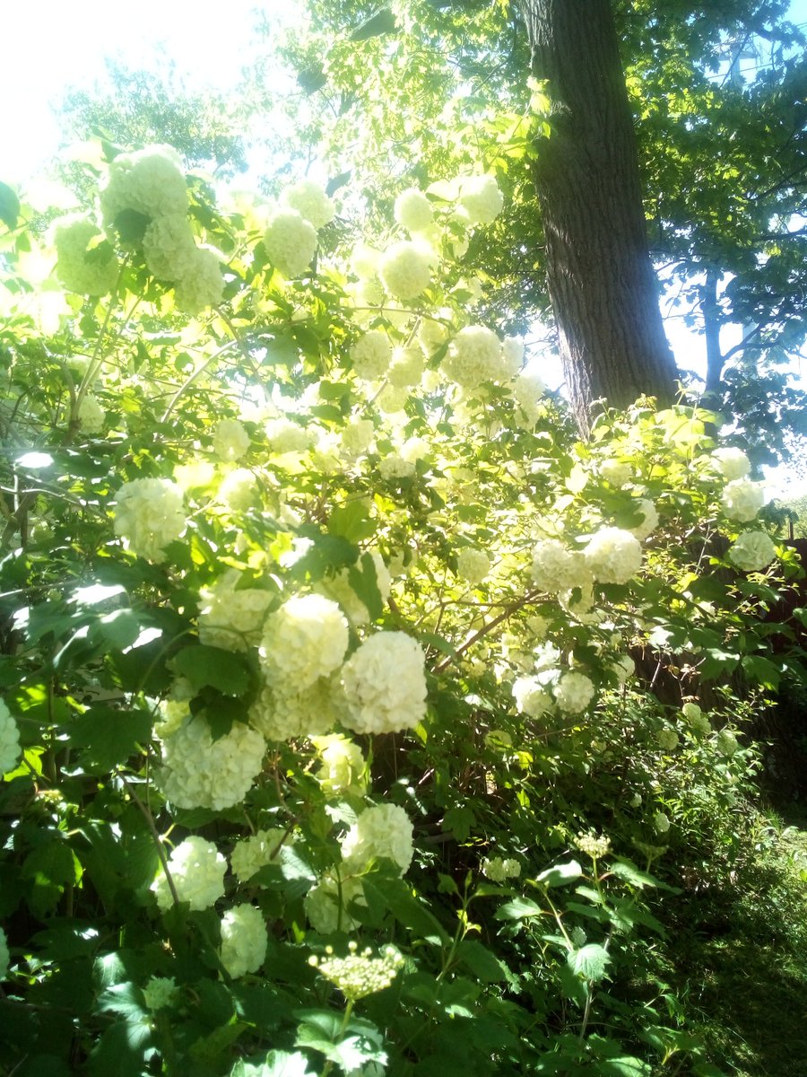 Good morning/evening 🙂 Im happy the snowball flowers are blooming! Spring flowers are pretty but I love Summer flowers too like Kousa, spiderworts, and tiger lilies! I hope everyone has a happy day 💐 Even if its just flowers blooming theres always something to look forward to
