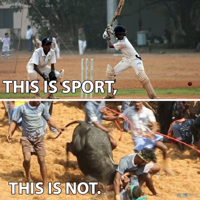 Bhatia3060's tweet photo. How #Jallikattu is still  a sport confuses me. When will we evolve into moral beings? #Stopanimalcruelty
#NoJusticeForAnimals #SupremeCourtofIndia @narendramodi @PMOIndia @Daljeet_Sahi_1 @pfaindia https://t.co/E2w1fjUarF
