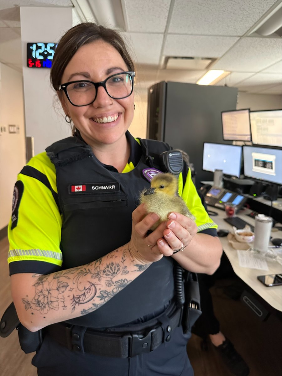 Earlier this week an <a href="/WesternU/">Western University</a> community member brought this little furry friend to our office as it was located lost with no other geese around. WSCS staff named him “Ryan Gosling” &amp; released him to a family of geese who happily adopted him into their flock.