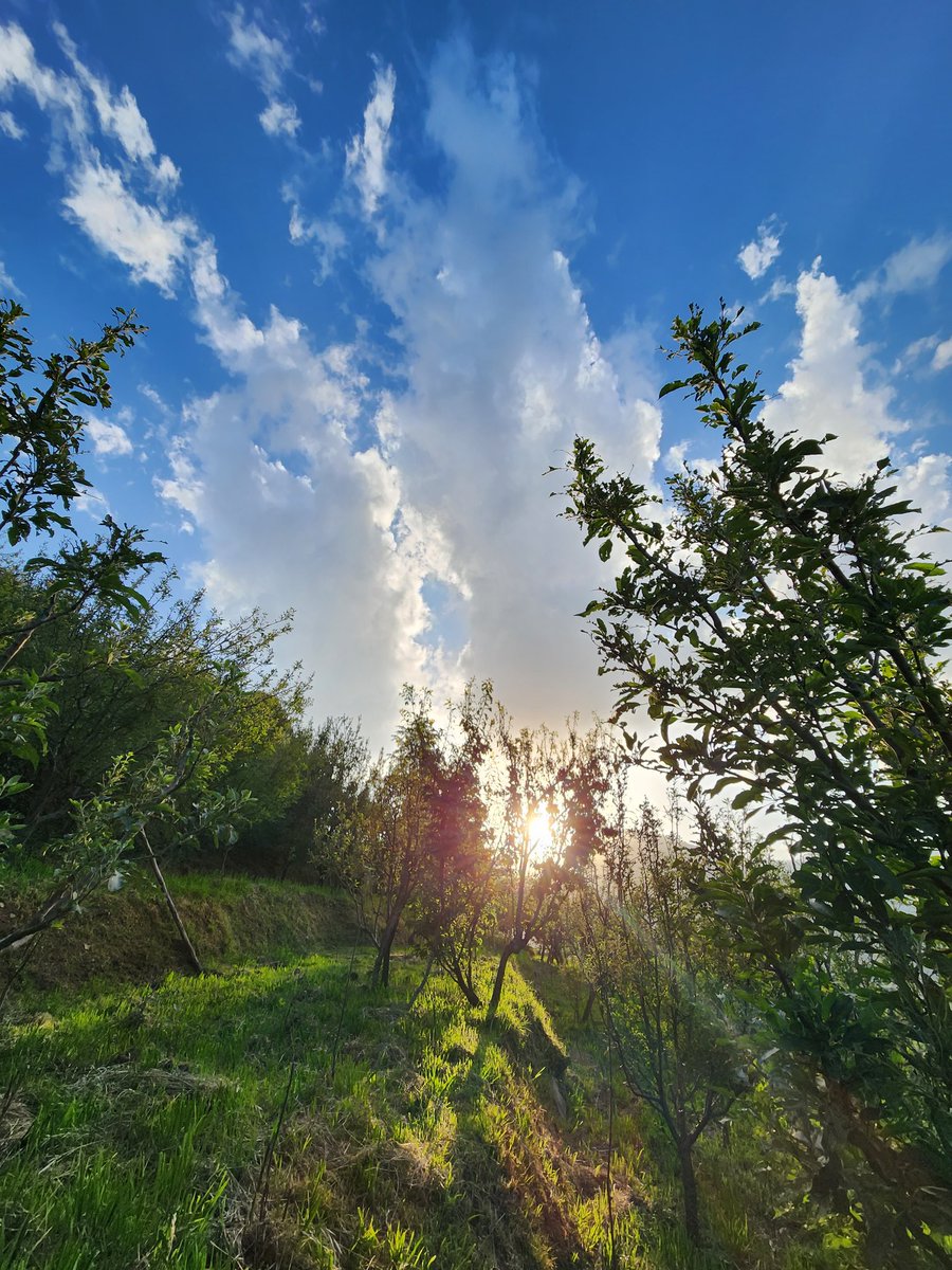 📸
#kotkhai #sun #clouds #sunset #apples #trees #himachal