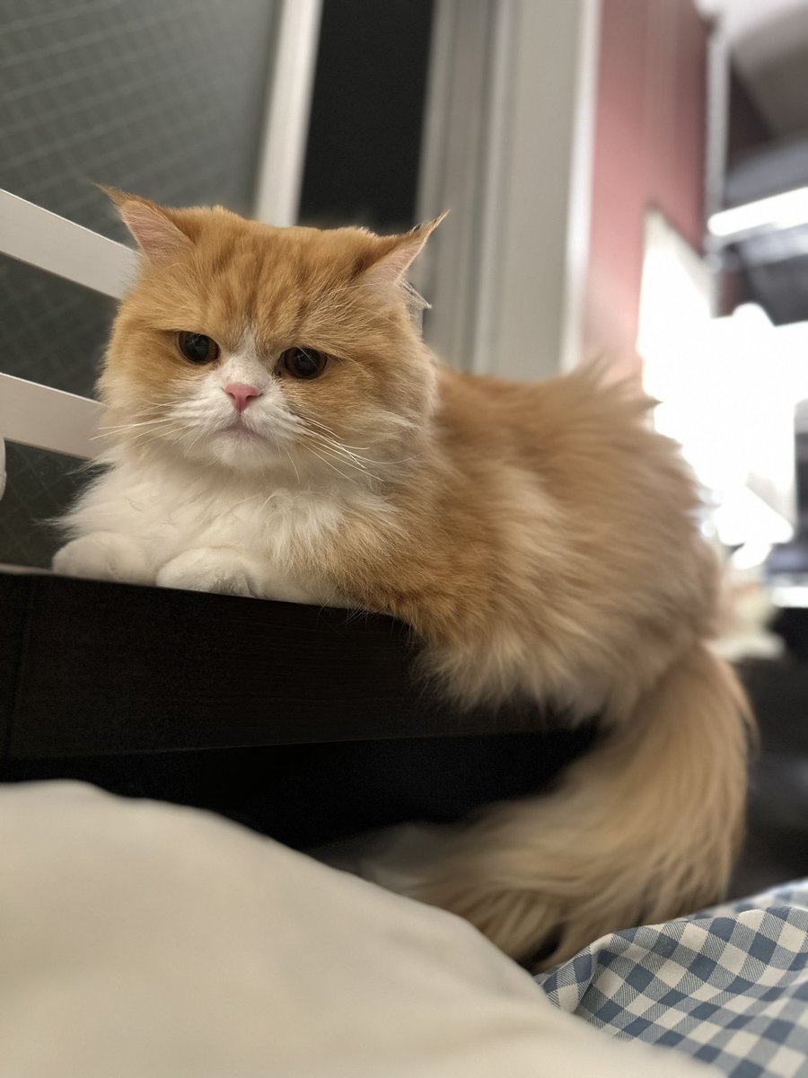 maple_muffin_'s tweet photo. めーたん撮ってたらプリもきた🤭

#ラガマフィン #ミヌエット #多頭飼い #猫のいる暮らし https://t.co/fEJxtIlZHn