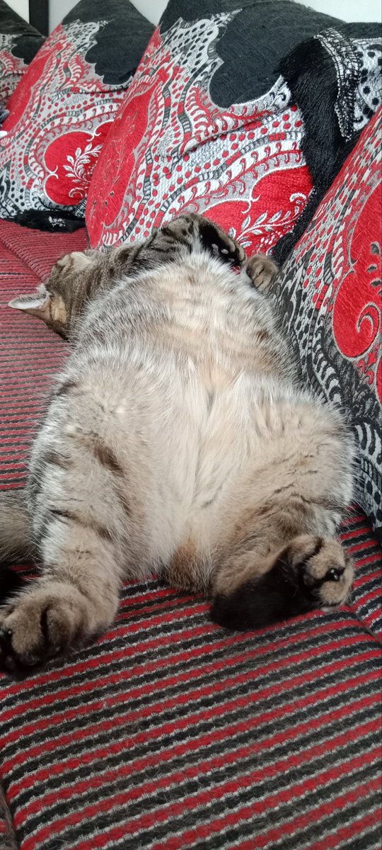 Ya Papou kilé partit bricolé au Combi, mwa jen profite pour mo reposé.😺