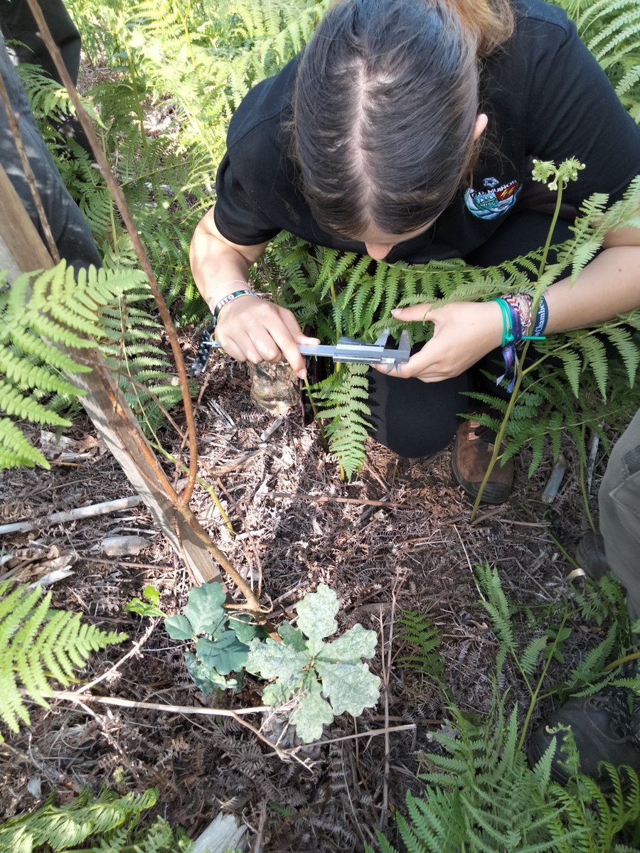 Maria Melero (@mariamelero_wwf) on Twitter photo El seguimiento en proyectos de restauración forestal nos ayuda a conocer:
1️⃣Aciertos y errores
2️⃣Efectos sobre ecosistema
Hoy nos han estado ayudando a muestrear y hemos compartido experiencias con alumnos del IES Xinzo de Limia (Ourense). !Gracias! 👏👏
<a href="/PLANTANDO_CF/">Plantando Cara al Fuego</a> El seguimiento en proyectos de restauración forestal nos ayuda a conocer:
1️⃣Aciertos y errores
2️⃣Efectos sobre ecosistema
Hoy nos han estado ayudando a muestrear y hemos compartido experiencias con alumnos del IES Xinzo de Limia (Ourense). !Gracias! 👏👏
<a href="/PLANTANDO_CF/">Plantando Cara al Fuego</a>