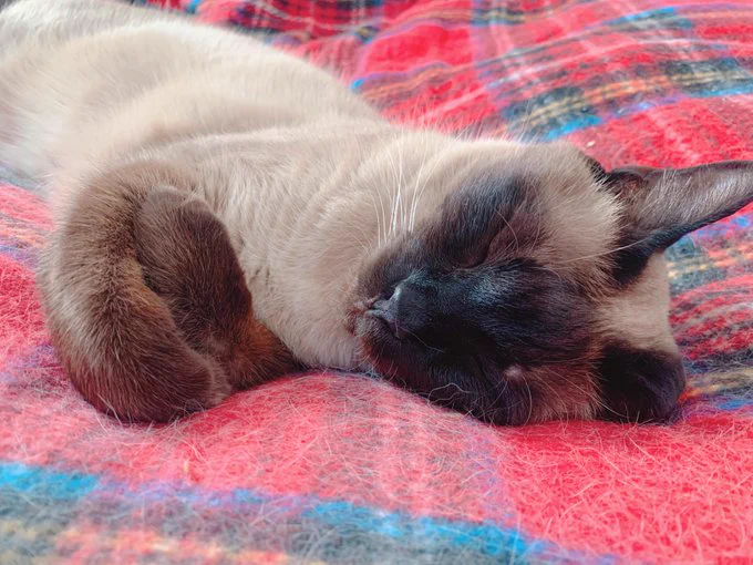 パーカーの紐を握りしめて眠っていた愛猫！誤飲の恐れがあるため、回収しようとしたら･･･！