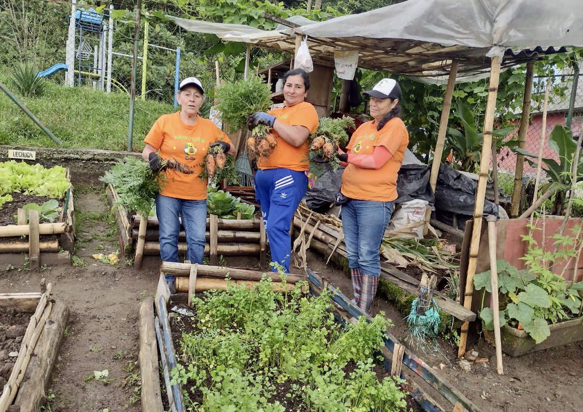 #AgriculturaUrbana 🥕
¡Llegamos al Barrio San Sebastián, a la huerta La Alegría! 
Sus cosechas de hortalizas cada día son más productivas, gracias al 
acompañamiento técnico en siembra. 

#ManizalesAvanza