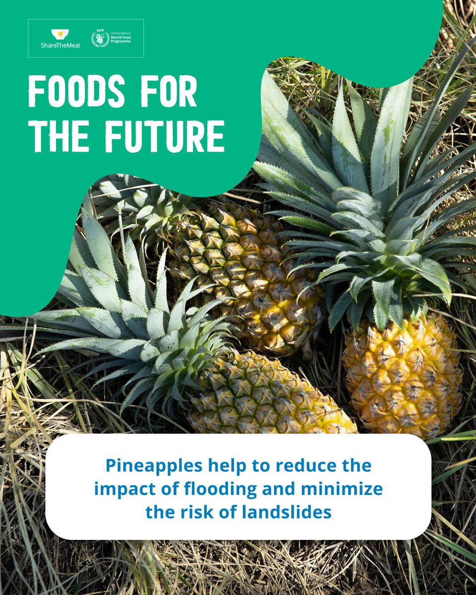 🍍Pineapples are not just great on pizza (contested opinion), but also create a healthier climate! Here's how:

1️⃣ They absorb carbon dioxide.

2️⃣ They can be grown using sustainable farming practices.

3️⃣ They use less water than other crops to grow.

#FoodsForTheFuture