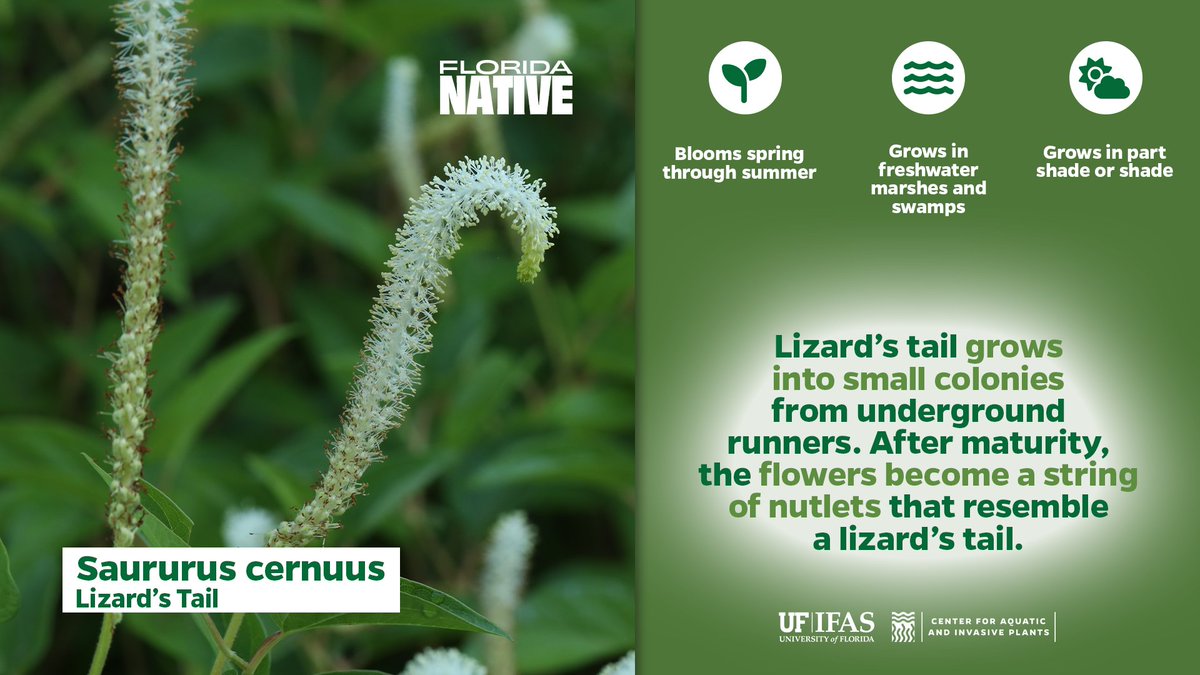 Lizard's Tail (Saururus cernuus) is a #FloridaNative with a bottlebrush spike of white flowers and leaves that can be arrowhead-shaped or heart-shaped, are on stalks, and are alternate on the stem.

For more information, visit <a href="/fl_native_plant/">Florida Native Plant Society</a>