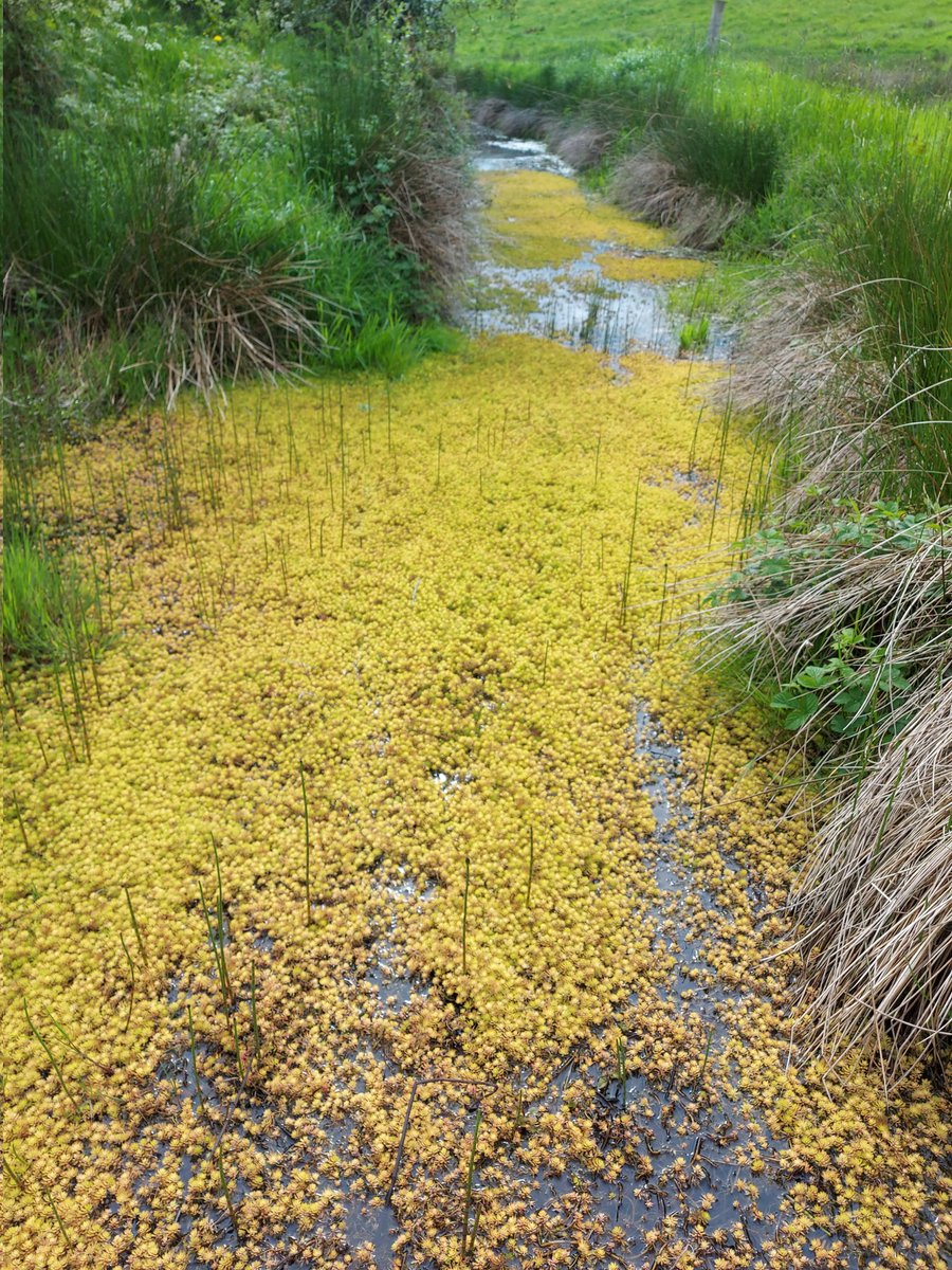 Beware of Parrot feather if you are adding pond plants. #InvasiveSpeciesWeek Where would you even start with this nightmare?