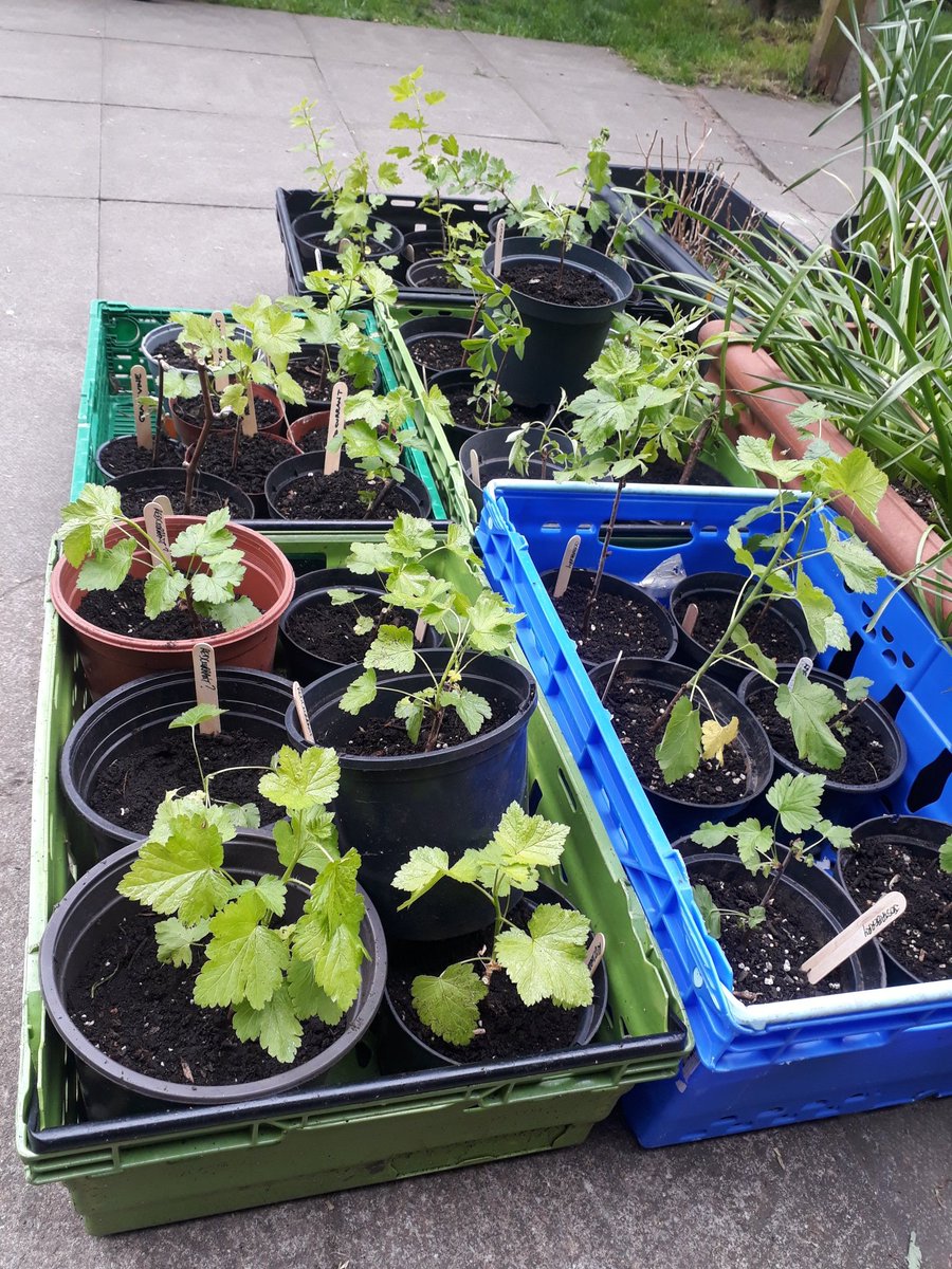 Enjoying a leisurely #WorldTherapeuticHorticultureDay @BalsallHeathCF. Propagating #ForestGarden plants from seed and potting up berry bushes and vines from our autumn propagation workshop. #BalsallHeath