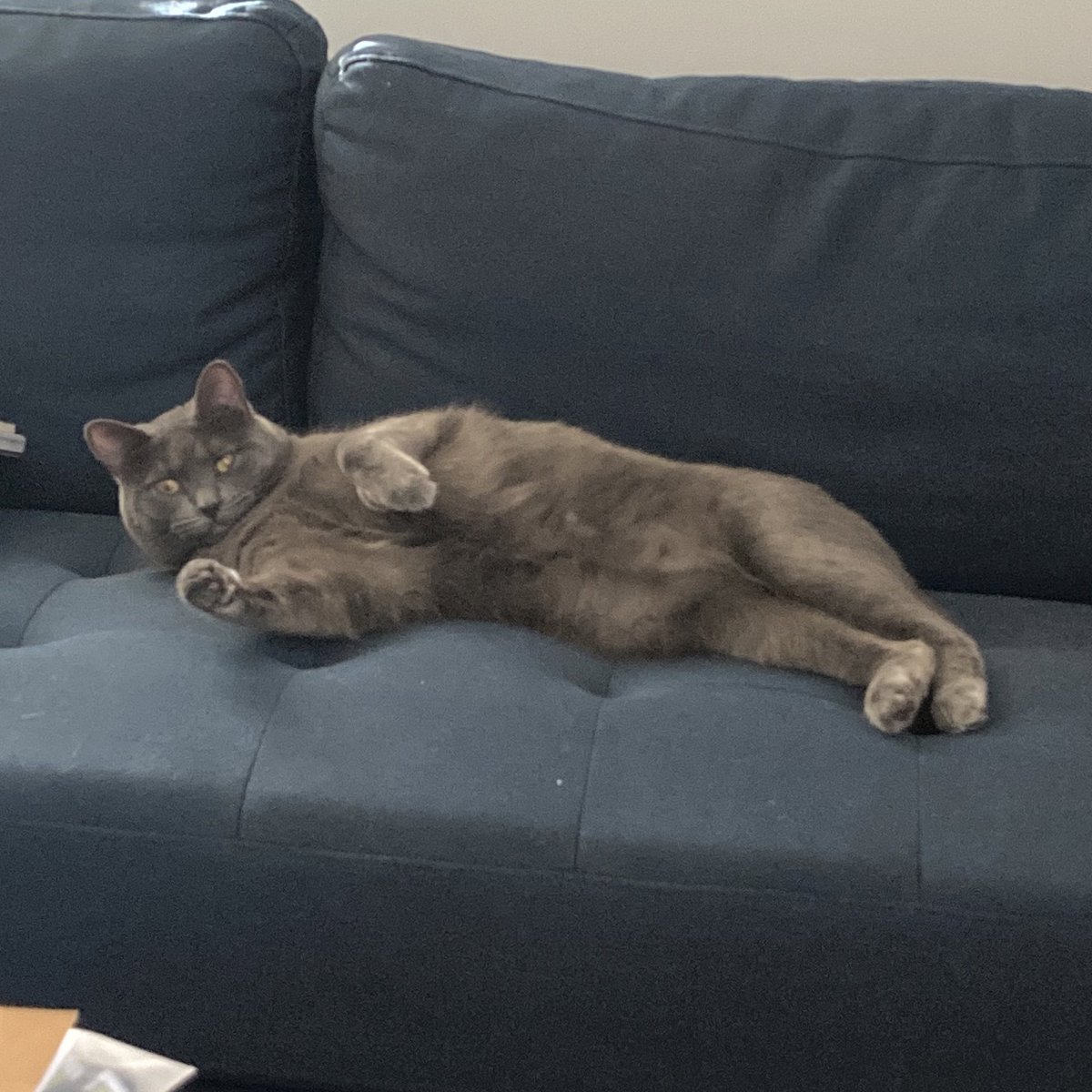 oldchicagoliver's tweet photo. Picture of your cat and what they’re named after, same picture!! https://t.co/N1Ditqg1XF