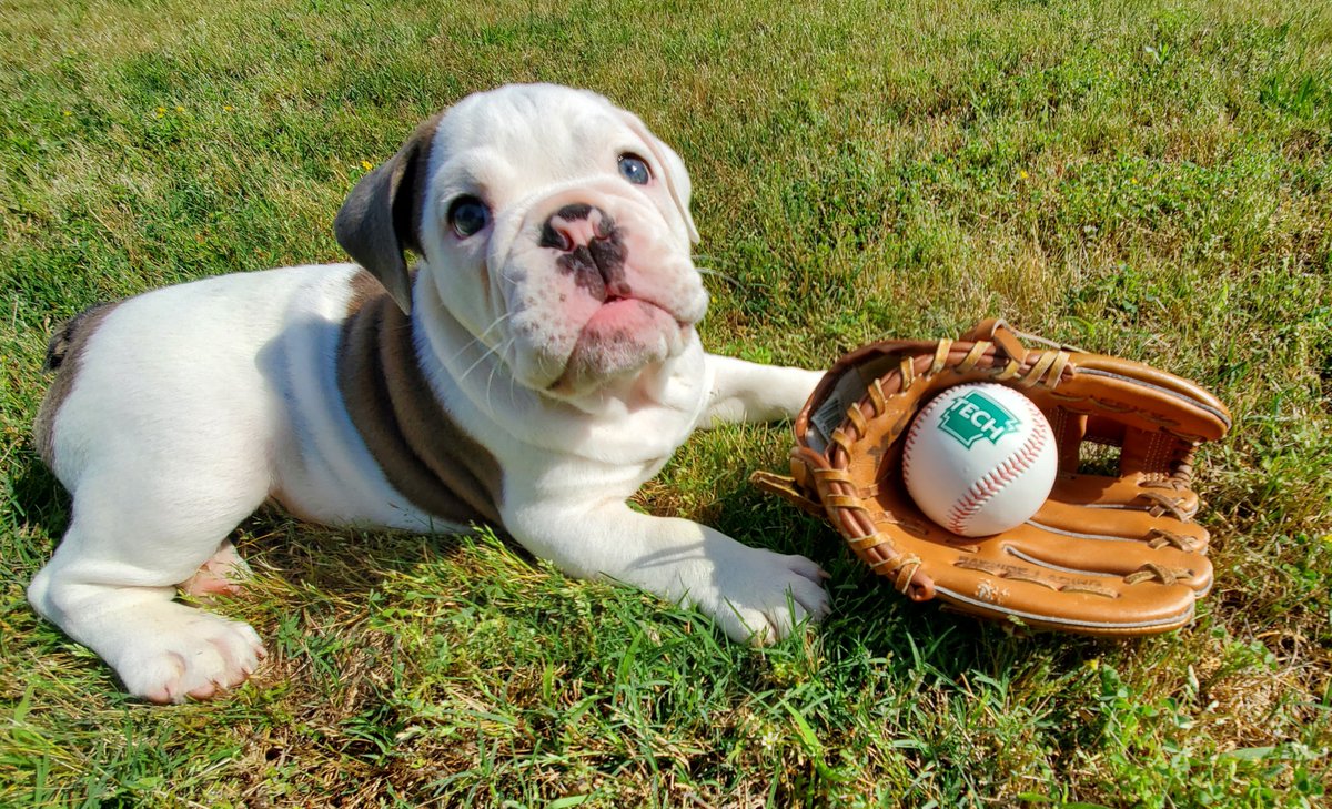 Arkansas Tech (@arkansastech) on Twitter photo Sending "pawsitive" Jerry vibes from our campus ambassador to the Arkansas Tech baseball team as the Wonder Boys get ready to compete in the NCAA Tournament Central Regional beginning at 6 p.m. tonight in Joplin, Mo.
Fight On, Arkansas Tech! Sending "pawsitive" Jerry vibes from our campus ambassador to the Arkansas Tech baseball team as the Wonder Boys get ready to compete in the NCAA Tournament Central Regional beginning at 6 p.m. tonight in Joplin, Mo.
Fight On, Arkansas Tech!