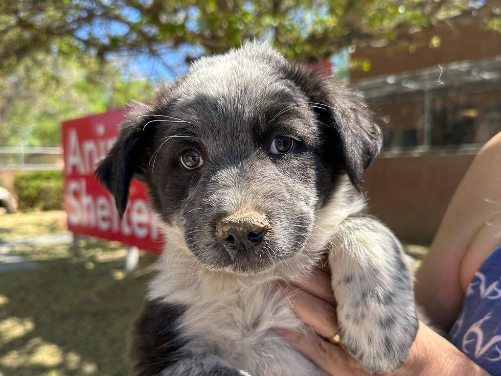 Be still my heart 😍 There’s a new batch at the ‘Patch! Fletch, Arrow &amp; Clara are fresh from foster care and available for adoption from our charming Puppy Patch at Ojo Santa Fe! Email foster@espanolahumane.org to schedule an appointment at the resort… instagr.am/p/CsY5FMMOUpU/