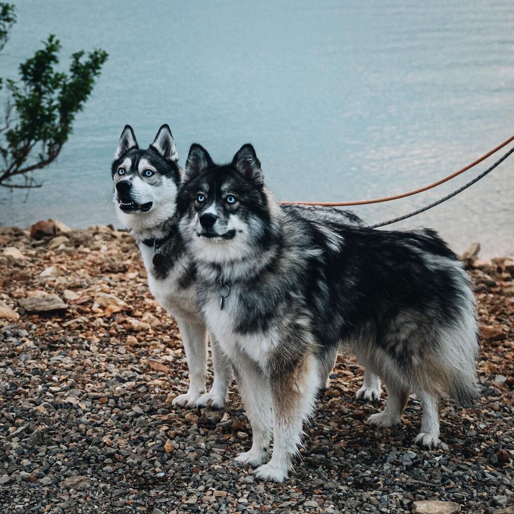 Caitec_inc's tweet photo. The cutest adventure buddies. 🏔️ #Caitec 

[via Instagram | @naturalstatehuskies] https://t.co/13twfac5cM https://t.co/CLZ6DXARkN