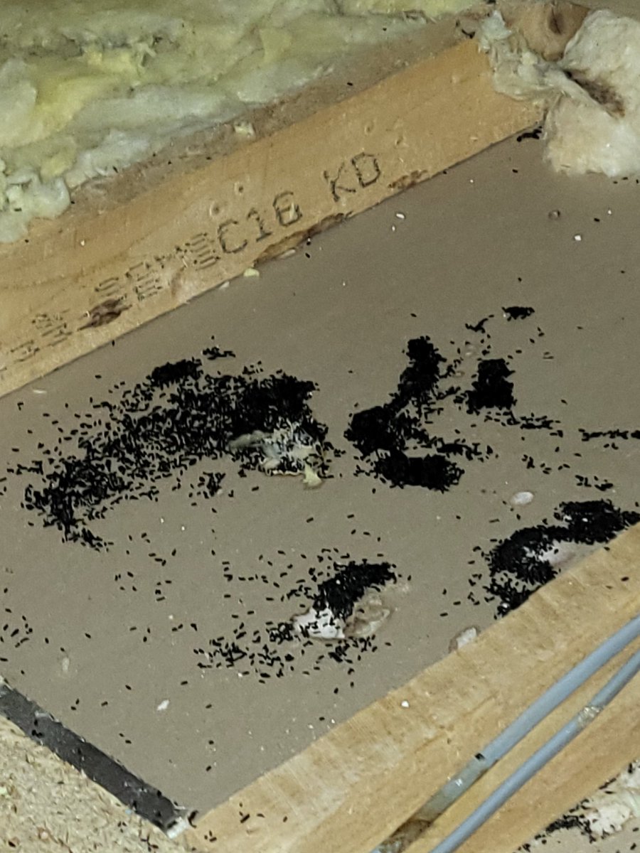theexterminato9's tweet photo. A loft clearance for today due to #mice 
The piles of black bits are mouse dropping, and there were thousands within this loft

All insulation removes, debris removed, and ulv disenfectant treatment https://t.co/UfUCx939cn 
#Chelmsfordpestcontrol #pestcontrolchelmsford https://t.co/G44aT12Ig6