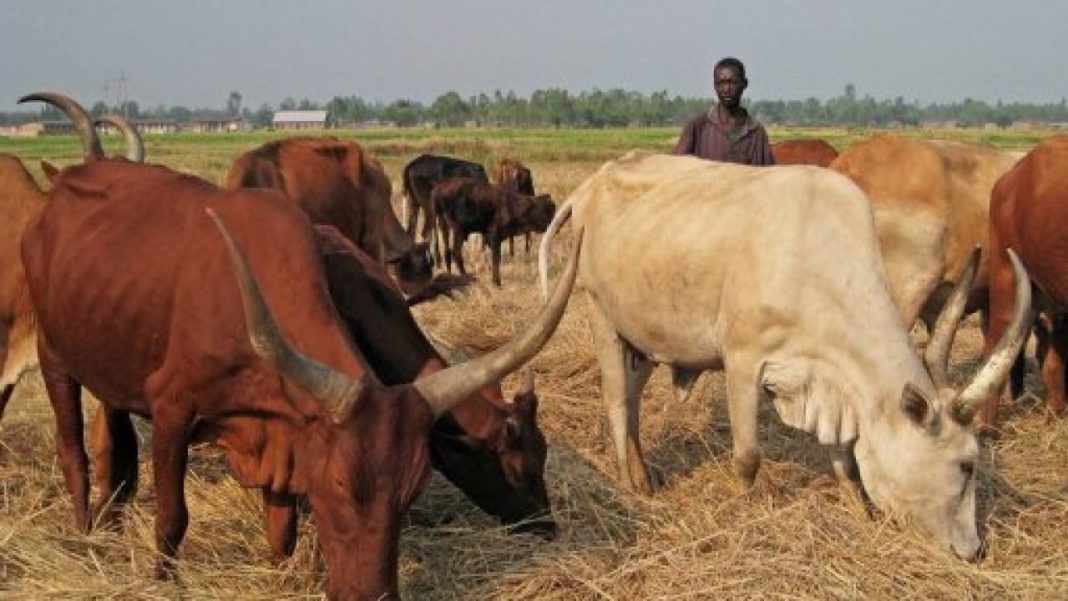 AzOdunfa's tweet photo. #AGBADOVOLUTION The demand for animal-based products is increasing every year, so there is a lot of potential for growth.
#nigeriafirst
#countdown2may29th
#LeaveNoFarmerBehind
#nigerianfarmers
#AsiwajuIsHere
#BATKASH https://t.co/2kxviJKUNw