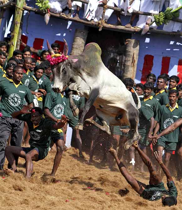 sharmaankida's tweet photo. By condoning cruelty towards animals, this judgment sends a wrong message to future generations. #NoJusticeForAnimals #SupremeCourtofIndia #Jallikattu https://t.co/jS90Y5W6X2