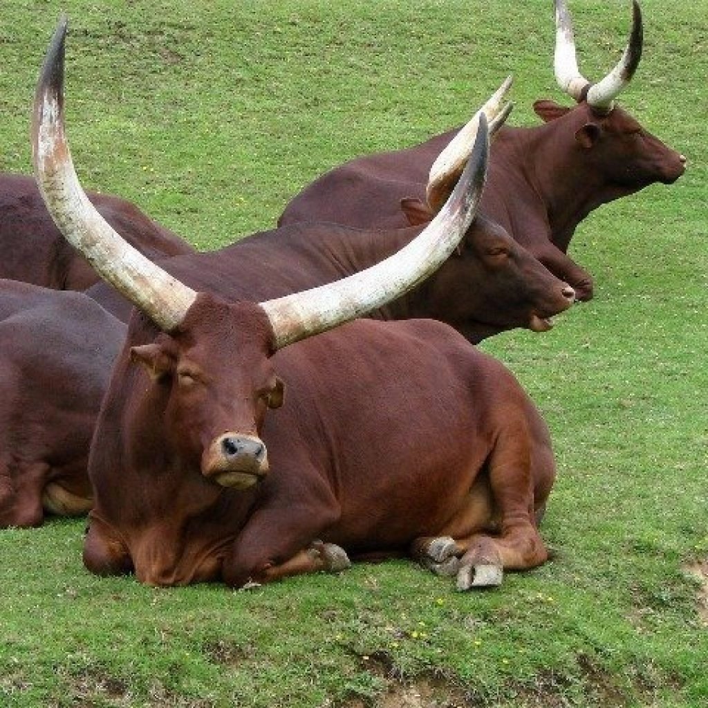 AzOdunfa's tweet photo. #AGBADOVOLUTION : #BATKASH Presidency will employ experts with the required know-how to improve our indigenous breeds from monotocous to polytocous breeds.
#nigeriafirst
#nigerianfarmers
#LeaveNoFarmerBehind
#asiwajufarmers
#agbadorevolution
#countdown2may29th https://t.co/M6Ig37xooA