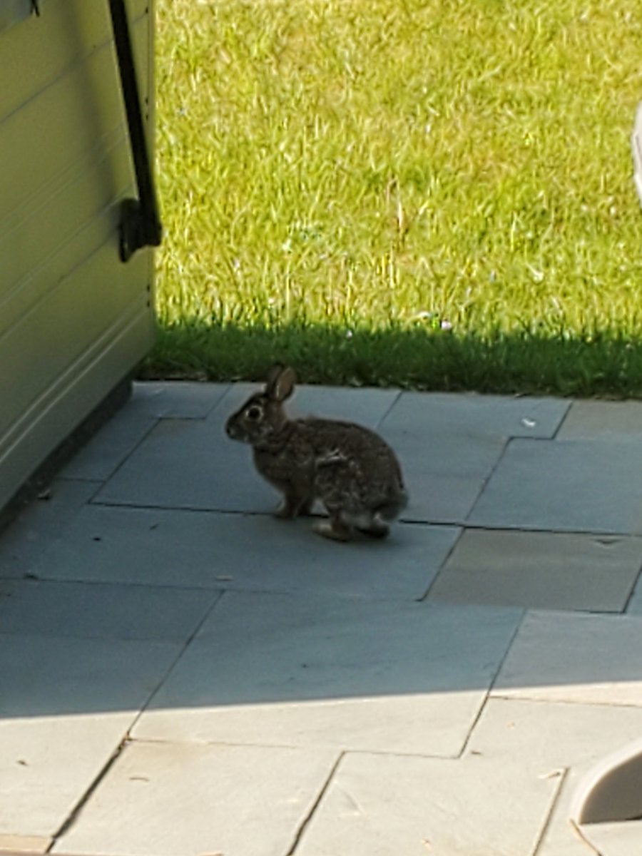 beetzgurl's tweet photo. #spring #bunny https://t.co/cPfFz1B8M6