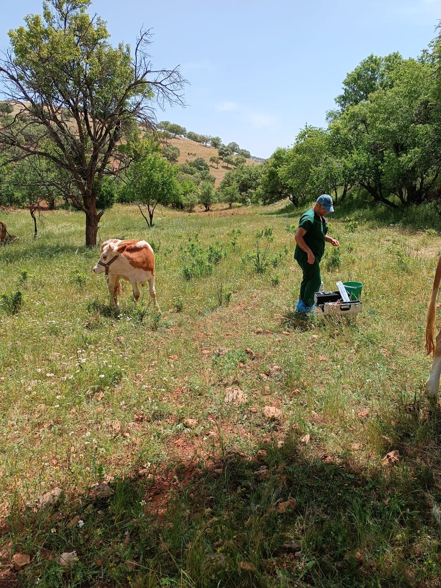 ETKİYAP Projesi kapsamında Veteriner Hekimlerimiz tarafından suni tohumlama çalışmaları aralıksız devam etmektedir.

<a href="/VahitKirisci/">Prof.Dr.Vahit Kirişci</a>
<a href="/mahmutdemirttas/">Mahmut Demirtaş</a>
<a href="/TCTarim/">T.C. Tarım ve Orman Bakanlığı</a>
<a href="/MenduhDinler/">Menduh DİNLER</a>