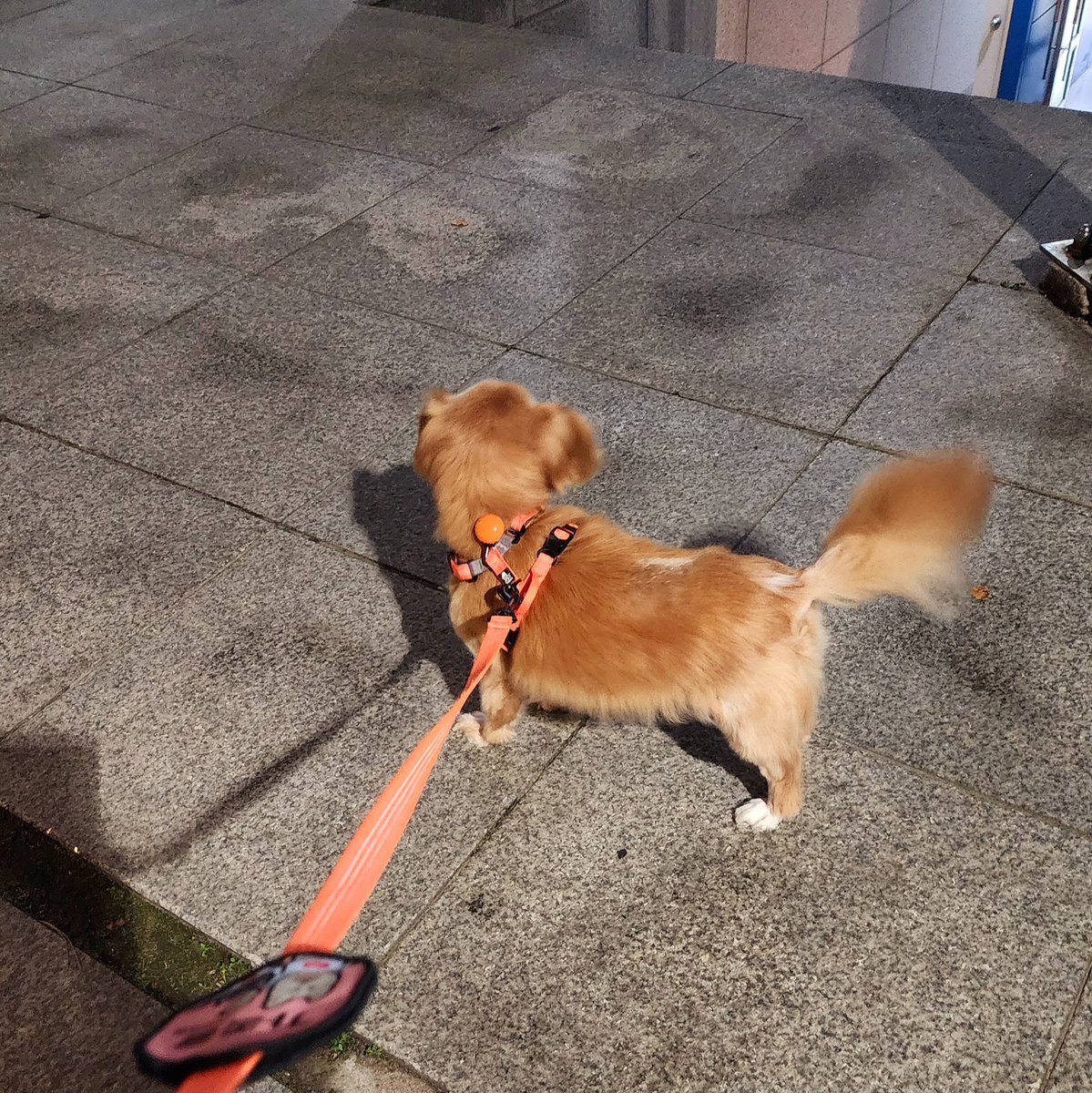 FindFamilyBeige's tweet photo. 베이지 무사히 다음 임보처로 데려다 주고 왔어요!!! 앞으로 베이지의 소���은 구조자님 계정 @ssummerlee 에서 확인 가능합니다! https://t.co/kRA4IIDmhA