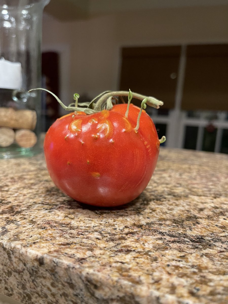 voiceofcaroline's tweet photo. I am officially creeped out.  My alien tomato!😬👽 https://t.co/mmWUXi7jJU
