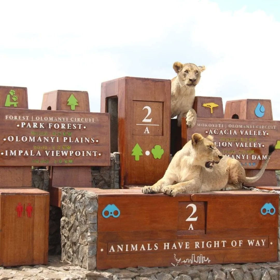 KopeTours's tweet photo. Nairobi National Park is now adorned with captivating signage! An invitation to embark on an adventure like no other with each sign holding a new discovery, a hidden treasure,memorable encounter with nature. Call us 0717868110 to book
#travelphotography #traveling #explore https://t.co/aXQJTY1CY7