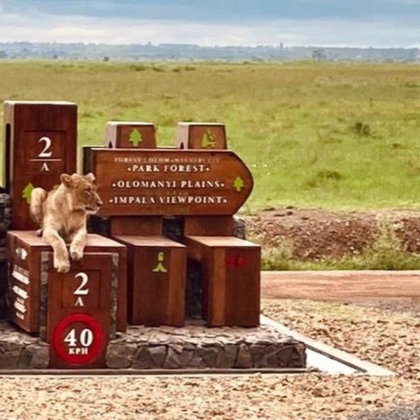 KopeTours's tweet photo. Nairobi National Park is now adorned with captivating signage! An invitation to embark on an adventure like no other with each sign holding a new discovery, a hidden treasure,memorable encounter with nature. Call us 0717868110 to book
#travelphotography #traveling #explore https://t.co/aXQJTY1CY7