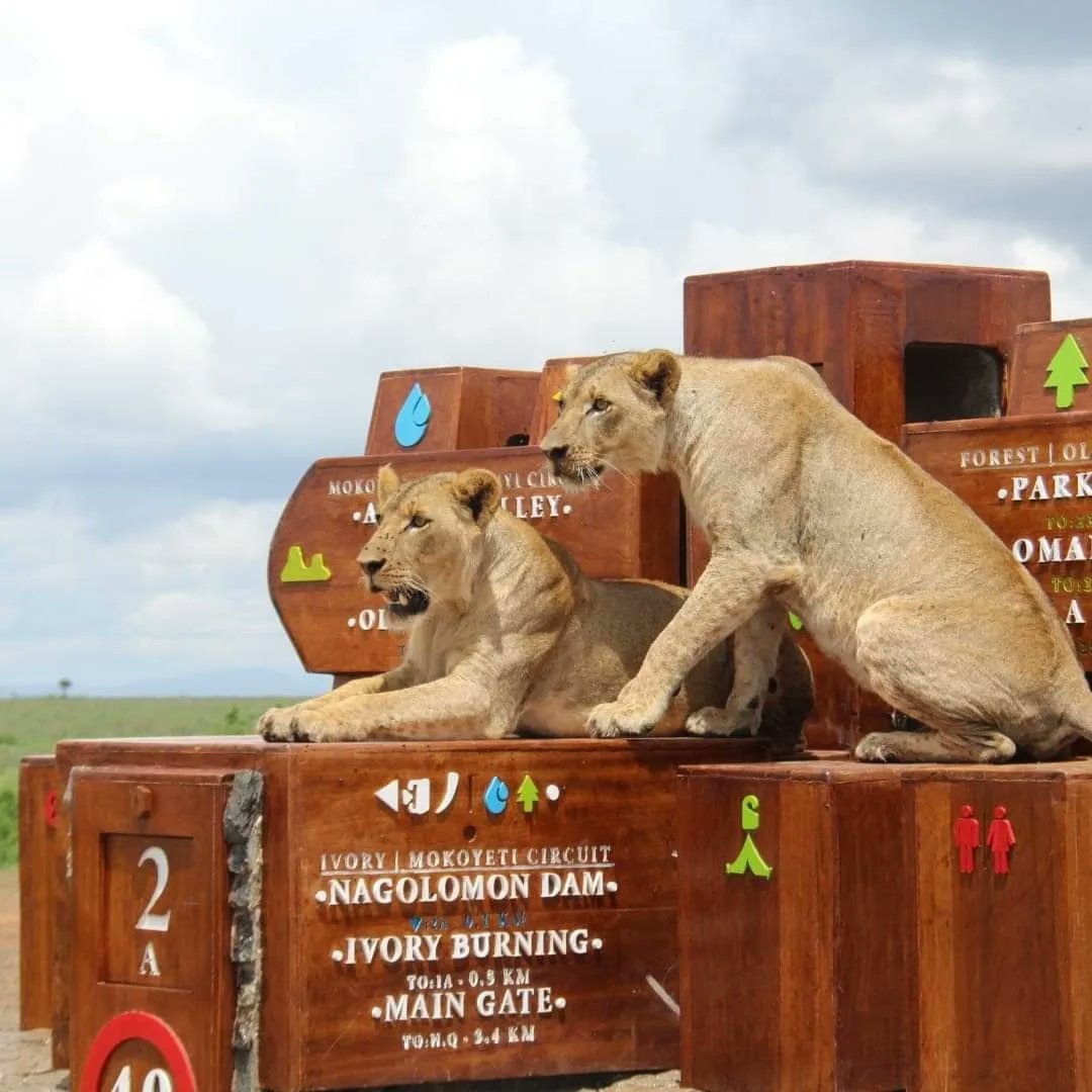 KopeTours's tweet photo. Nairobi National Park is now adorned with captivating signage! An invitation to embark on an adventure like no other with each sign holding a new discovery, a hidden treasure,memorable encounter with nature. Call us 0717868110 to book
#travelphotography #traveling #explore https://t.co/aXQJTY1CY7