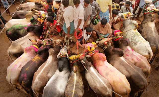 VeganPooja's tweet photo. Celebrating Jallikattu is a disgrace to our culture; it thrives on the suffering of bulls and tarnishes our moral standing. #NoJusticeForAnimals #SupremeCourtofIndia #Jallikattu https://t.co/K3yrlGDVZV