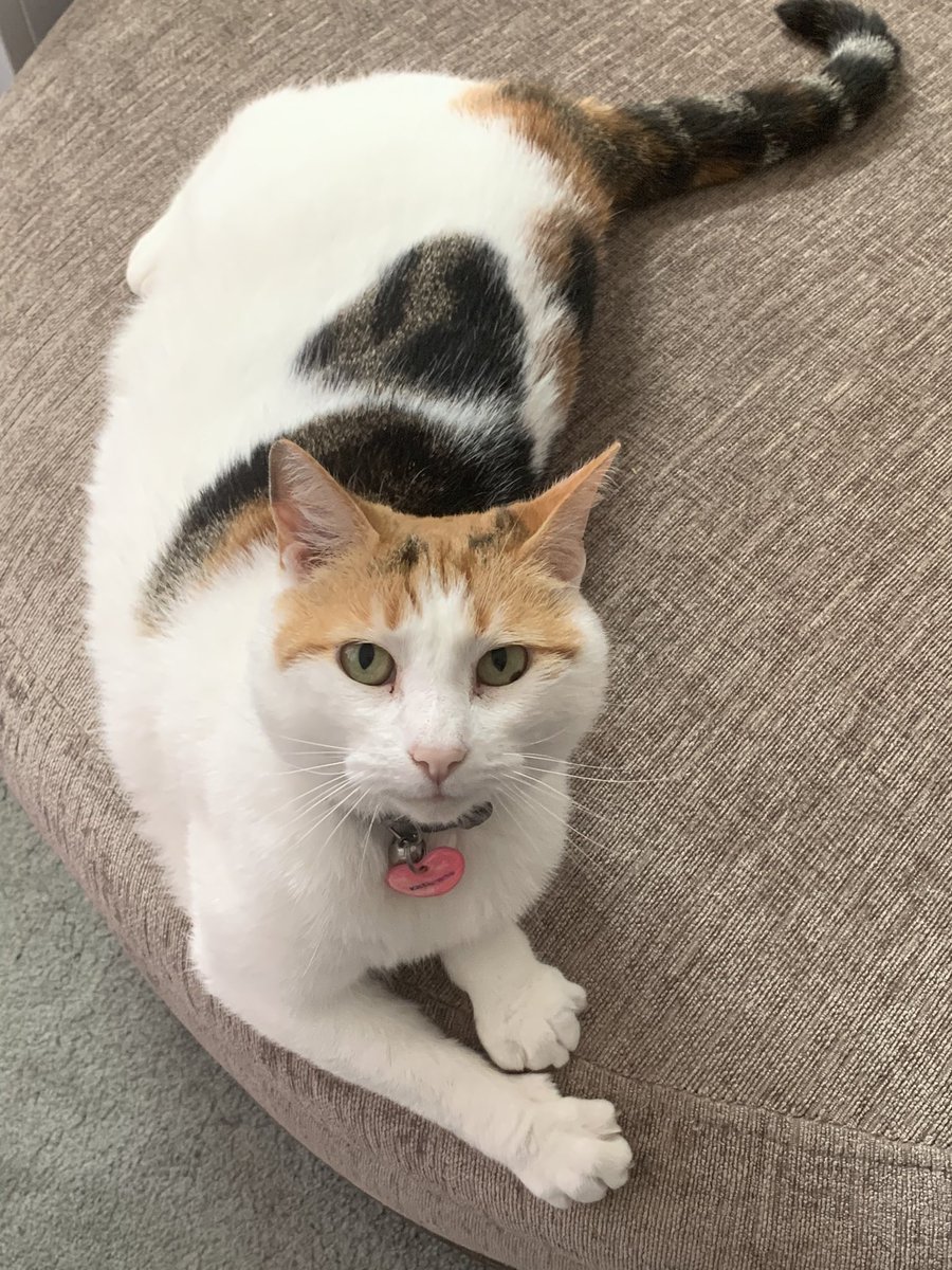 KittyTheCalico's tweet image. Refusing to let mother have her seat back 🐱 #Refusing #Nope #CatsOfTwitter #Calico #Cat #Cute