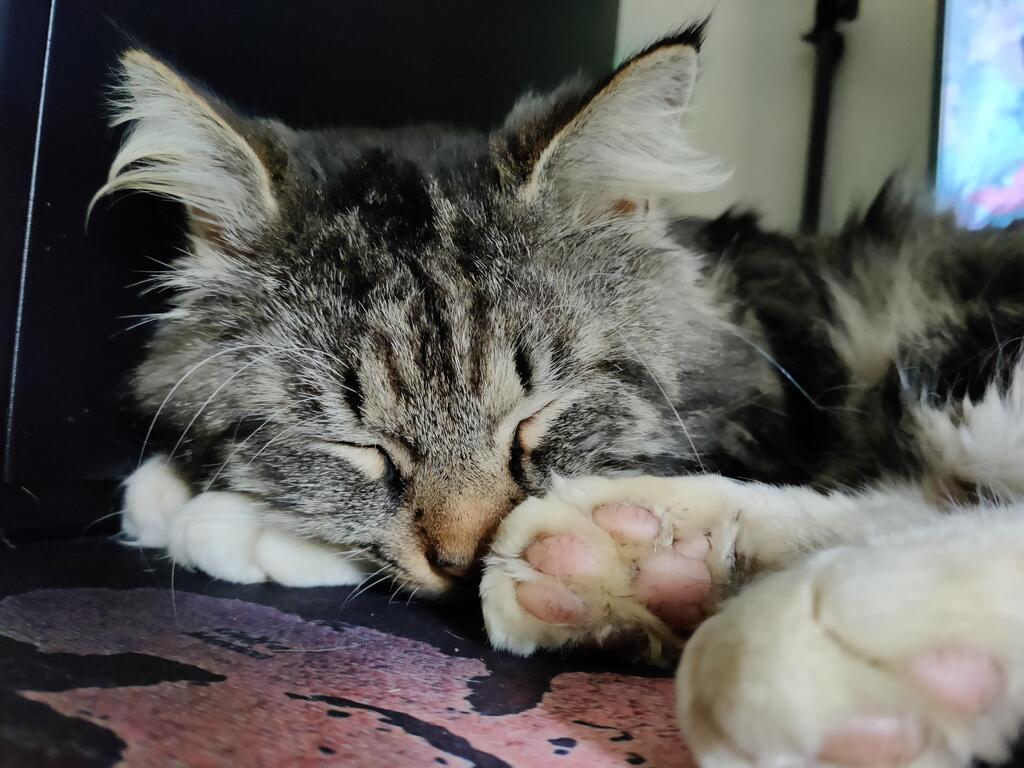 Sleep and beans via reddit.com/r/jellybeantoe…