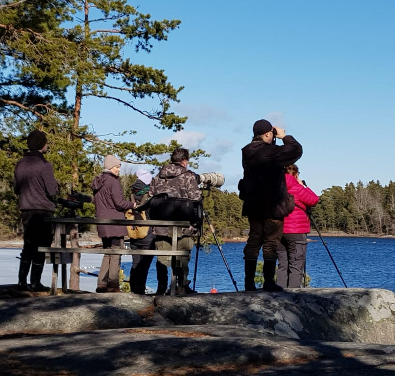 VisitKnummi's tweet photo. Viikonloppuna on kaikenlaista tapahtumaa Porkkalanniemellä kun Porkkalan lintuviikko on käynnissä! Katso tarkempi ohjelma: https://t.co/93ibQFUchX #visitkirkkonummi #lintuharrastus #porkkalanlintuviikko https://t.co/UWTEanBSME