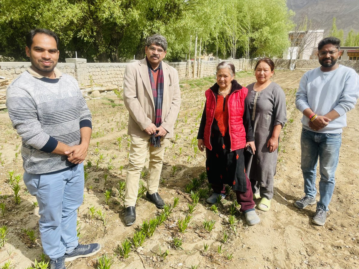 Bhavya100's tweet photo. Visited #lilium fields in #leh #ladakh. The bulbs supplied under CSIR Floriculture Mission @CsirFlori. It is now in 3rd year cultivation. Huge demand, huge potential for off-season cultivation. @lg_ladakh @Ravinder_Dangi1 @CSIR_IHBT @DrNKalaiselvi @CSIR_IND @shekhar_mande https://t.co/tI7YVNs66w