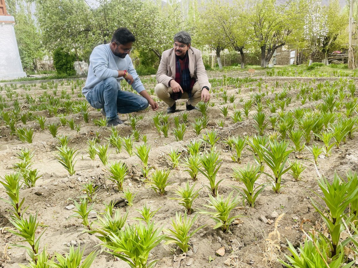 Bhavya100's tweet photo. Visited #lilium fields in #leh #ladakh. The bulbs supplied under CSIR Floriculture Mission @CsirFlori. It is now in 3rd year cultivation. Huge demand, huge potential for off-season cultivation. @lg_ladakh @Ravinder_Dangi1 @CSIR_IHBT @DrNKalaiselvi @CSIR_IND @shekhar_mande https://t.co/tI7YVNs66w