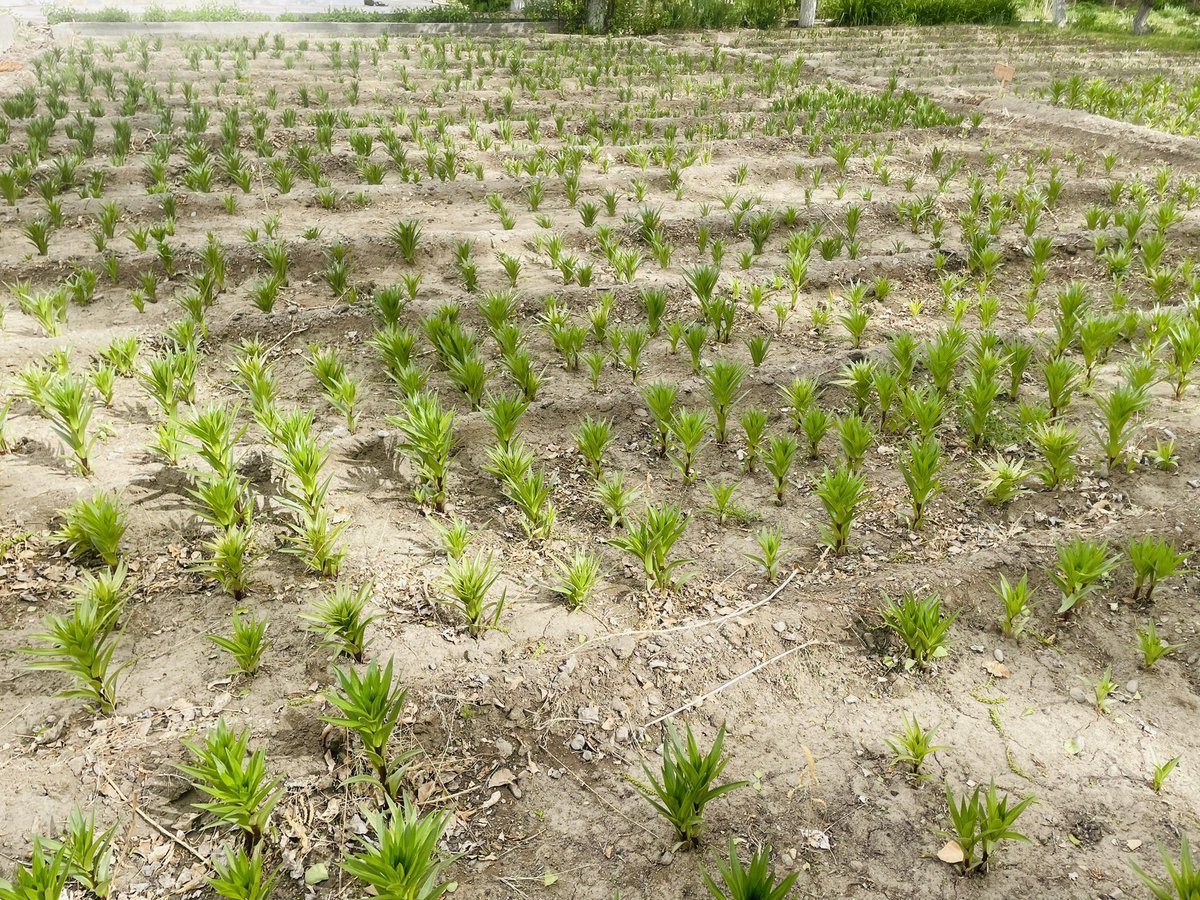 Bhavya100's tweet photo. Visited #lilium fields in #leh #ladakh. The bulbs supplied under CSIR Floriculture Mission @CsirFlori. It is now in 3rd year cultivation. Huge demand, huge potential for off-season cultivation. @lg_ladakh @Ravinder_Dangi1 @CSIR_IHBT @DrNKalaiselvi @CSIR_IND @shekhar_mande https://t.co/tI7YVNs66w