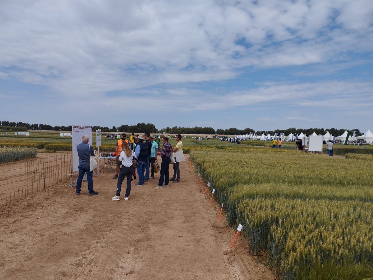 CoopArtesa's tweet photo. Ahir  i avui, participem a les VIII Jornades d'Innovació i Transferència en #Cultiusextensius d'Hivern. És una activitat organitzada pel @genvce i l'@irtacat, que es desenvolupa a Sucs (Lleida). Bona oportunitat per compartir experiències i ampliar coneixements!
#agricultura https://t.co/n6P56YarYR