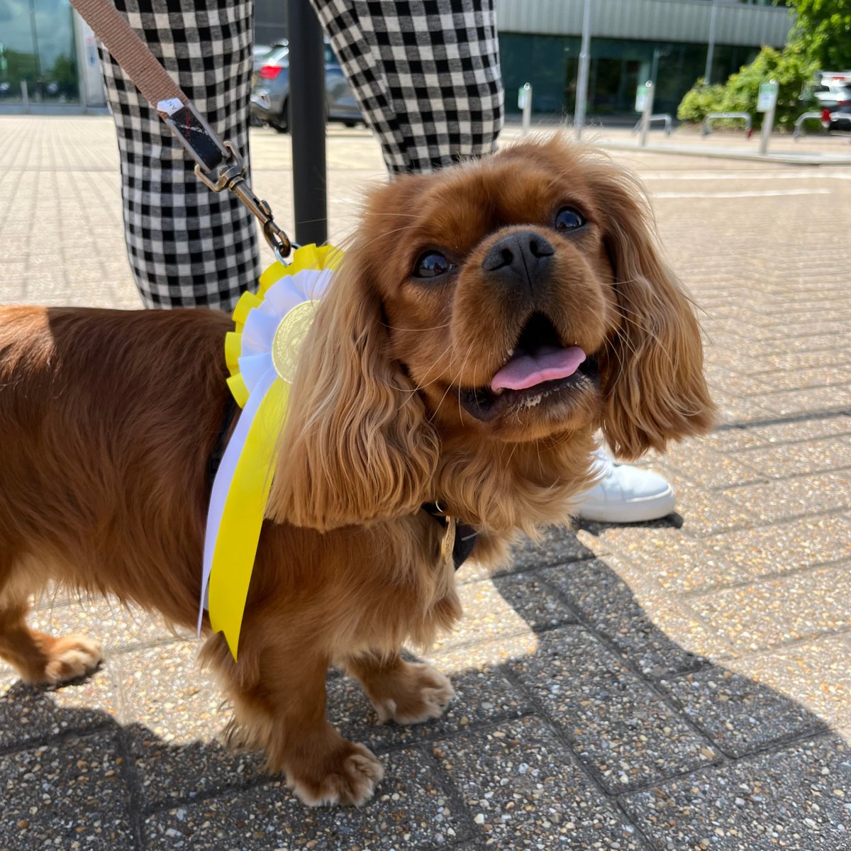 PurinaUK's tweet image. Our dog show fundraiser for @canine_partners at our Purina offices was totally pawsome!  🐾 

Big well done to Jasper who won the Best in Show prize! 🏅 🏆 #MentalHealthAwarenessWeek #PetsAtWork