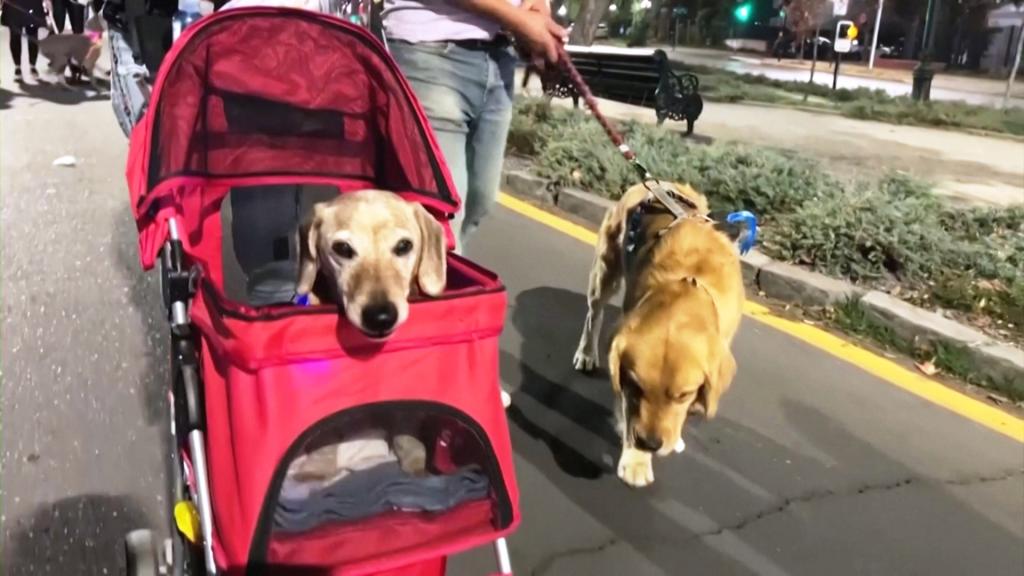 #Видео Десятки собак в светящихся ошейниках прогулялись по столице Чили - ntdtv.ru/126358-desyatk…