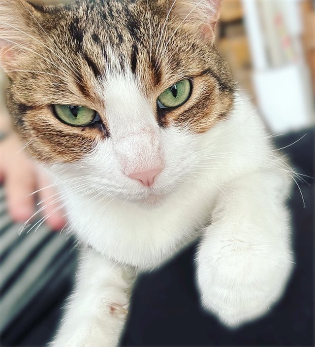 Feline Foursome 😻😹🙀😽 tweet media