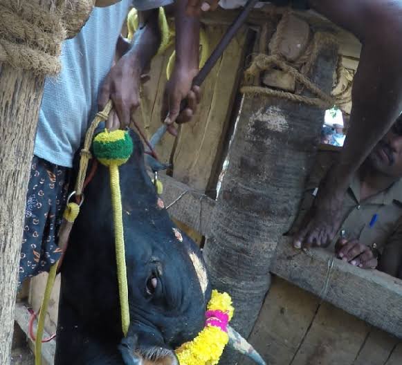 Surbhi_Tri's tweet photo. Fatigued, dehydrated, and restless, bulls are mercilessly coerced to participate in Jallikattu, a barbaric spectacle. #NoJusticeForAnimals #SupremeCourtofIndia #Jallikattu https://t.co/WL5jtpm0D6