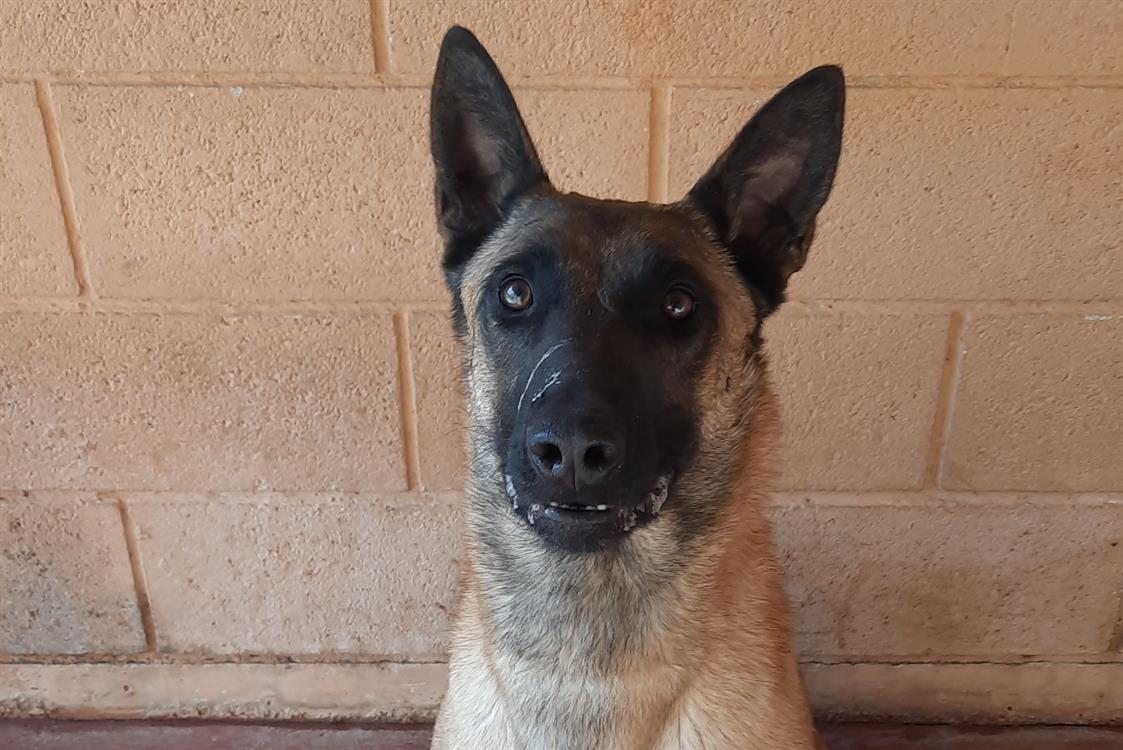 Maya est une chienne très dynamique arrivant de fourrière dont elle a fait plusieurs passages. Un placement en pavillon bien clôturé sera indispensable
Très  proche de son maître mais très bonne gardienne  quan... En savoir plus : la-spa.fr/app/animal/may… #LaVieQuilsMéritent