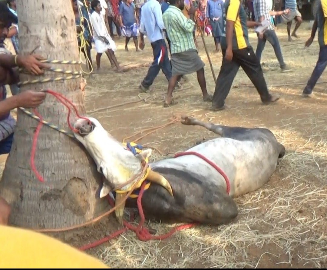 RubinaIyer's tweet photo. Culture should never be an excuse for animal abuse. Let's come together to condemn #Jallikattu and work towards a kinder world for all beings.
#NoJusticeForAnimals #SupremecourtofIndia https://t.co/XPvuwMAnJq