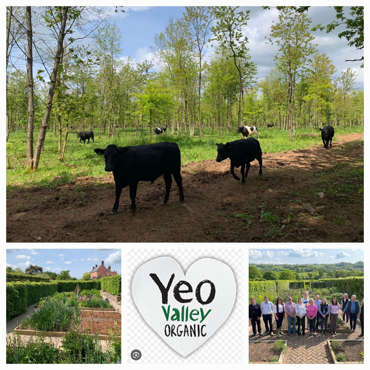 Glorious day @yeovalley as the @NFUsouthwest #organic forum rep. Learning about #agroforestry #regenerativedairy @NFUtweets