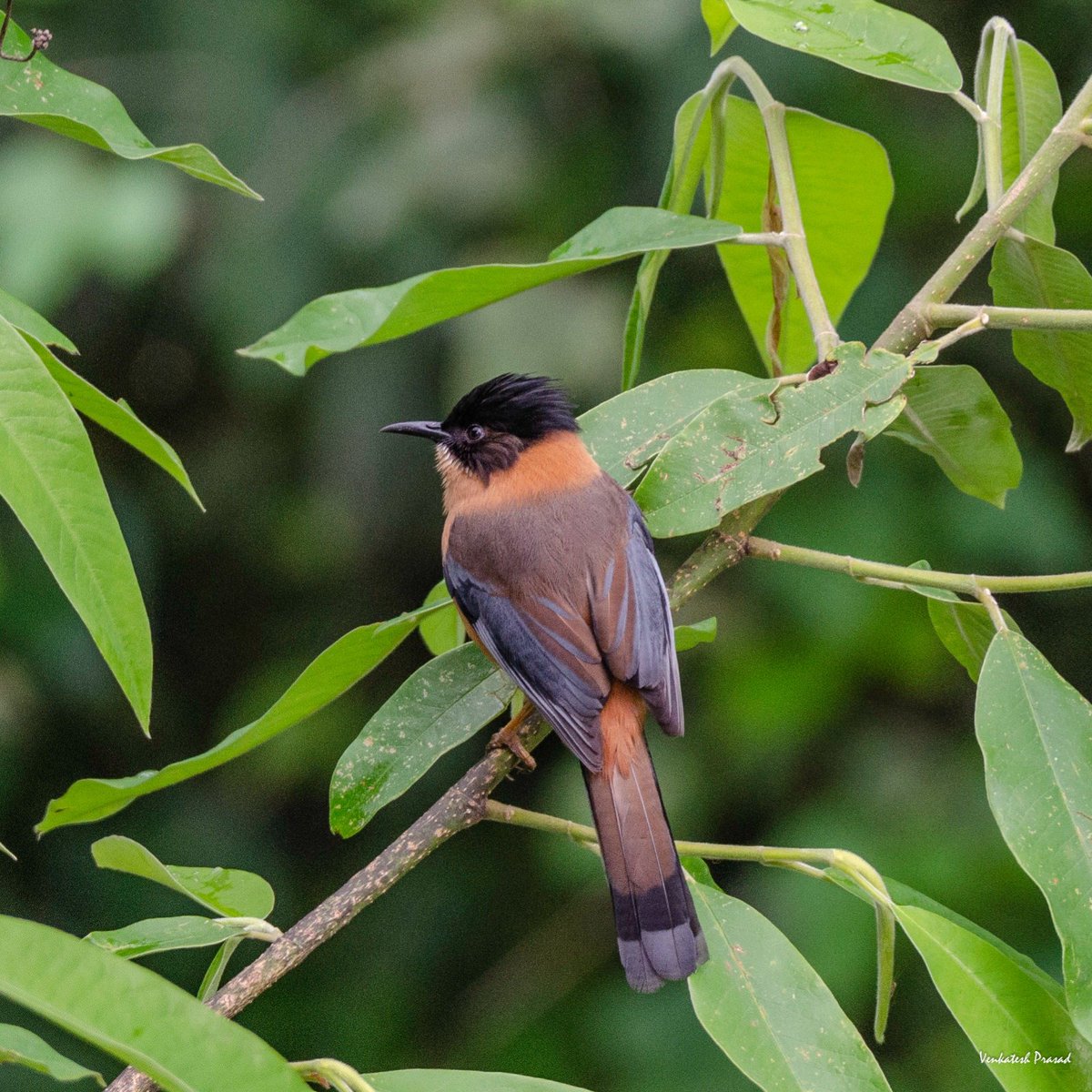 Rufous Sibia | Sikkim | April 2023

#birds #birdwatching #earthpics #IndiAves #nikon