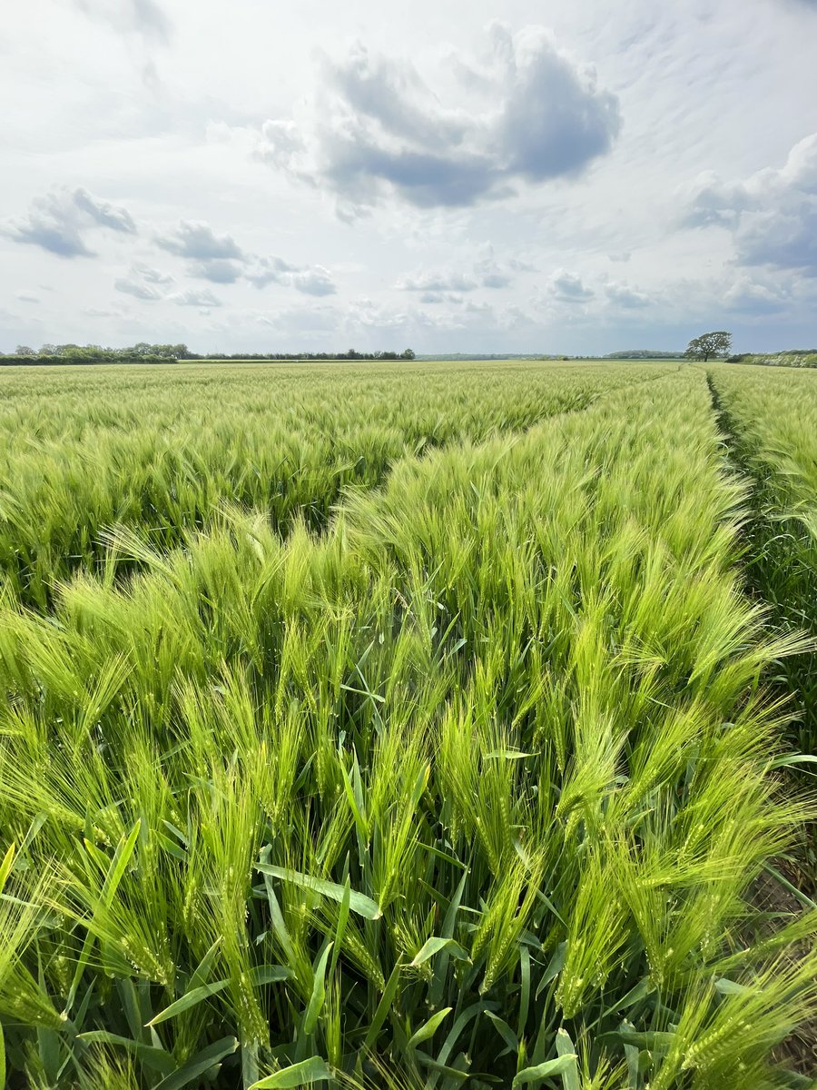 Jethro777777's tweet photo. This #kingsbarn hybrid barley really does look amazingly https://t.co/mpM67qtppq