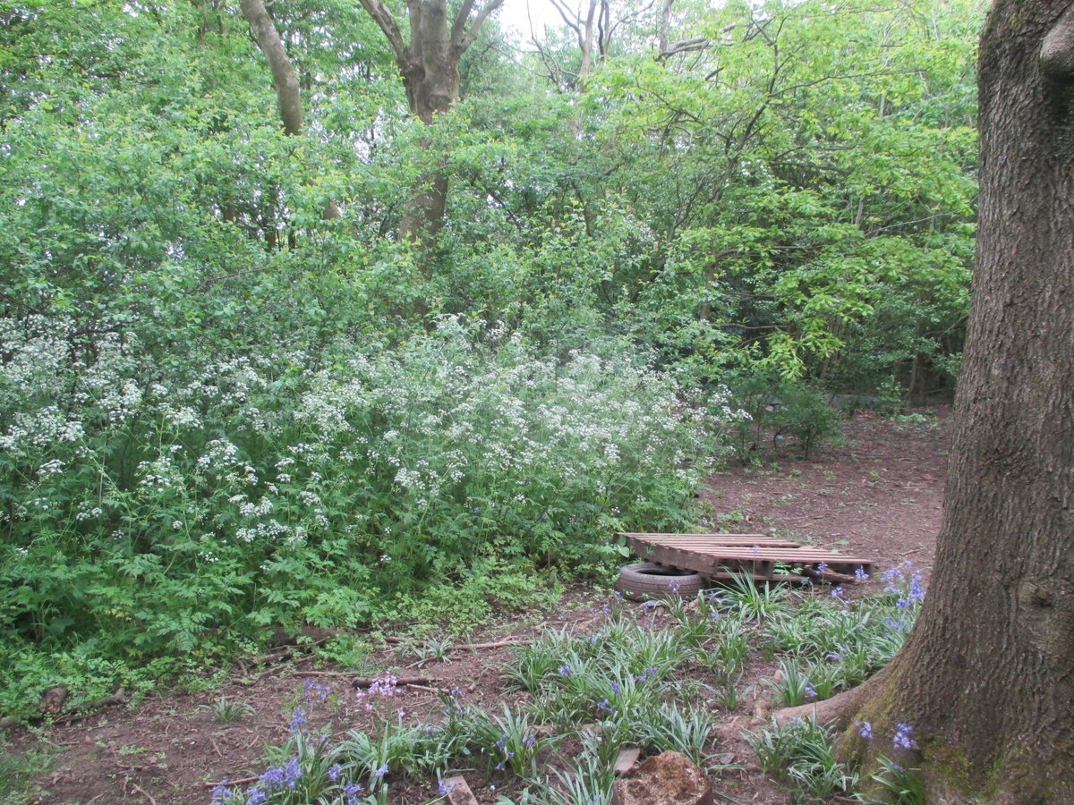 PerryfieldsS's tweet photo. We went on a walk around our beautiful forest area this week.  We practiced positional language, going under trees, over logs and through flowers 🌳🌷🌼🪻🌸 https://t.co/8YnYkZnJe7