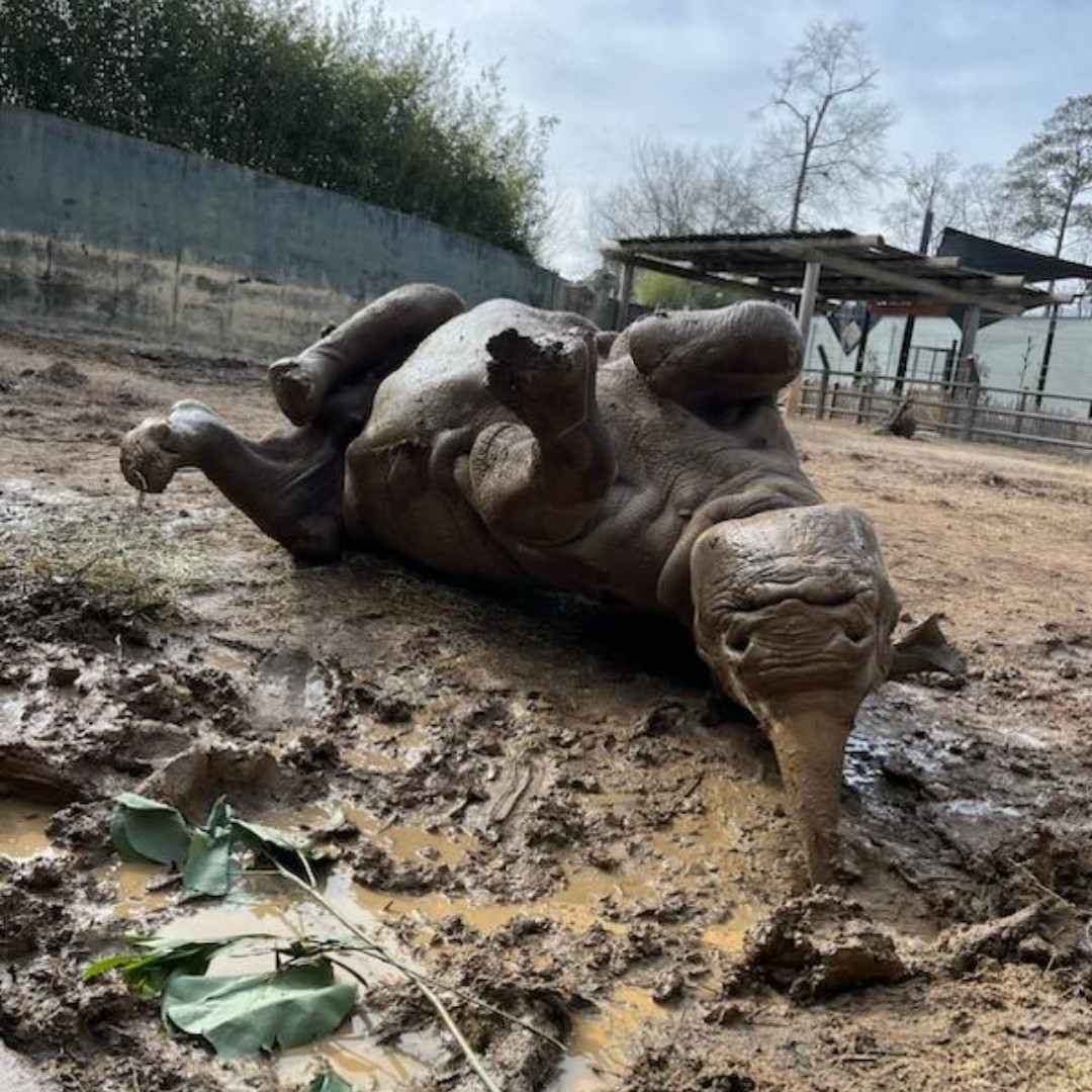 BirminghamZoo's tweet photo. 🦏"Roll" over to your Birmingham Zoo this Saturday, May 20 for our Party for the Planet in celebration of Endangered Species Day.
#BhamZoo #BirminghamAL #MagicCity #ThisisBham #BhamLife #aza #AssociationsofZoosandAquariums https://t.co/qBOwNSNVI8