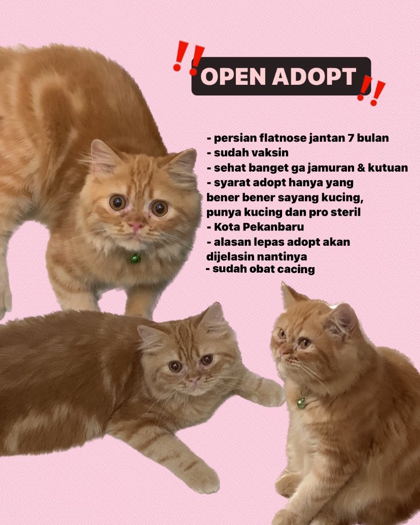 kochengfs's tweet photo. pls aku ada alasan tersendiri open adoptnya, ga bermahar kok please🥹 🐈‍⬛ 🥹 https://t.co/NV3X74I5ln
