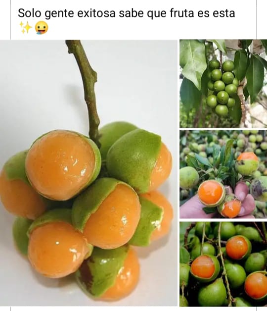 GabrielCodecid1's tweet image. Como se llama